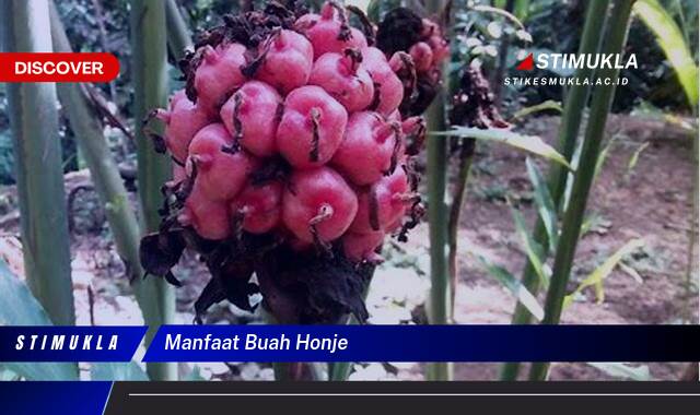 9 Manfaat manfaat buah honje Rahasia Kesehatan Terungkap
