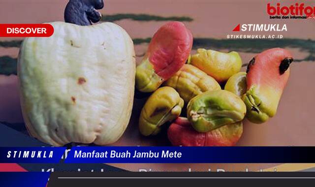 Temukan 8 Manfaat Buah Jambu Mete untuk Kesehatan Tubuh Anda