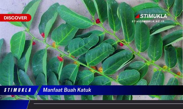 8 Manfaat Buah Katuk untuk Ibu Menyusui dan Kesehatan