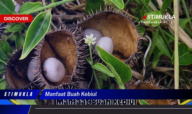 Ketahui 10 Manfaat Buah Kebiul untuk Kesehatan Anda Ketahui 10 Manfaat Buah Kebiul untuk Kesehatan Anda