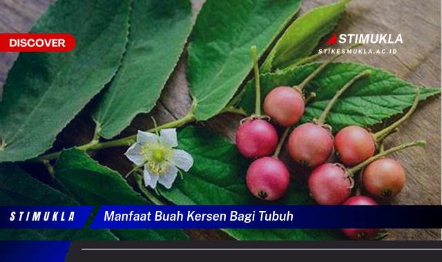 Temukan 9 Manfaat Buah Kersen bagi Tubuh, Kesehatan, Kecantikan, dan Kekebalan