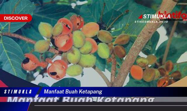Ketahui 9 Manfaat Buah Ketapang untuk Kesehatan Tubuh Anda Ketahui 9 Manfaat Buah Ketapang untuk Kesehatan Tubuh Anda