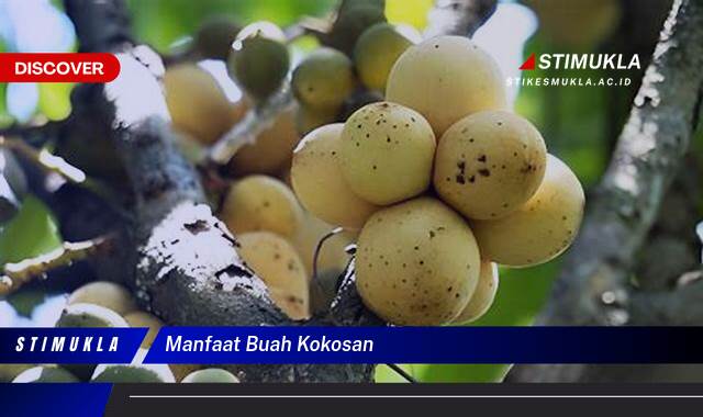 Ketahui 10 Manfaat Buah Kokosan untuk Kesehatan Tubuh Anda Ketahui 10 Manfaat Buah Kokosan untuk Kesehatan Tubuh Anda