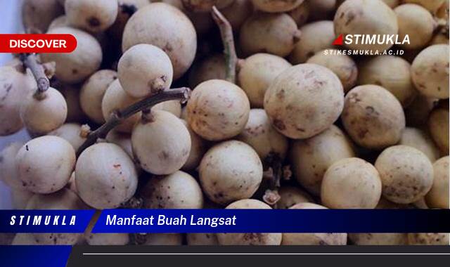 Ketahui 8 Manfaat Buah Langsat untuk Kesehatan dan Kecantikan Ketahui 8 Manfaat Buah Langsat untuk Kesehatan dan Kecantikan