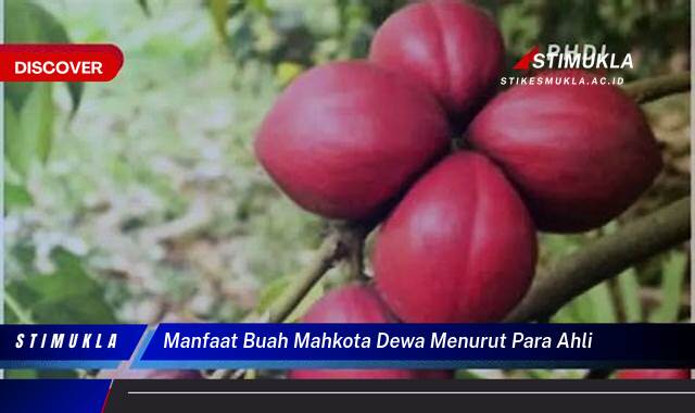 Inilah 8 Manfaat Buah Mahkota Dewa Menurut Ahli, Kesehatan, Kecantikan, dan Keampuhannya