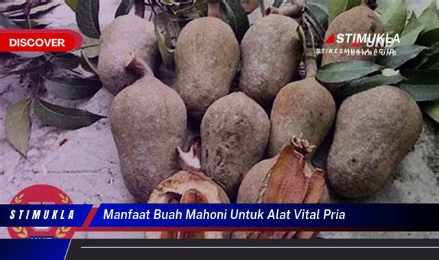 Ketahui 10 Manfaat Buah Mahoni untuk Vitalitas Pria dan Cara Penggunaannya Ketahui 10 Manfaat Buah Mahoni untuk Vitalitas Pria dan Cara Penggunaannya