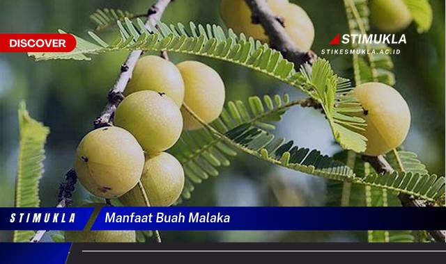8 Manfaat Buah Malaka untuk Kesehatan Optimal Alami