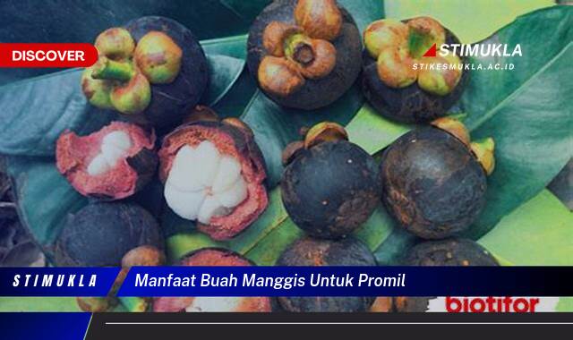 8 Manfaat manfaat buah manggis untuk promil Temukan Khasiat Terbaik