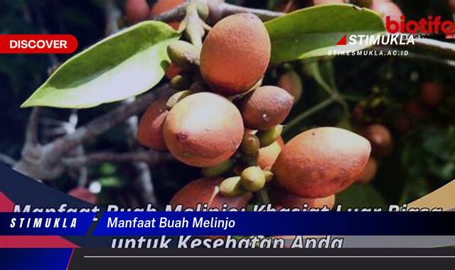 Temukan 10 Manfaat Buah Melinjo untuk Kesehatan Anda Temukan 10 Manfaat Buah Melinjo untuk Kesehatan Anda
