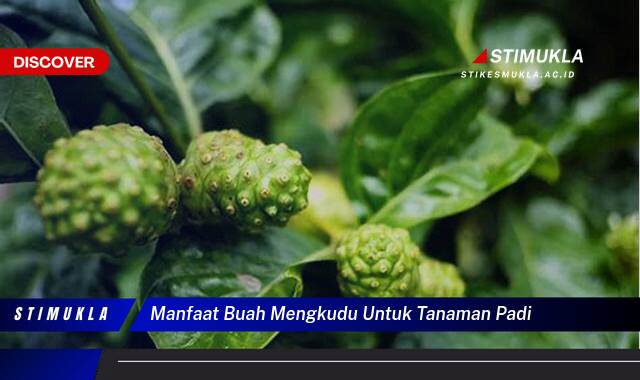 Inilah 8 Manfaat Buah Mengkudu untuk Tanaman Padi,  Meningkatkan Hasil Panen