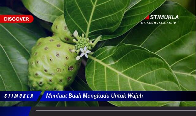 Temukan 9 Manfaat Buah Mengkudu untuk Wajah Cerah, Sehat, dan Berseri