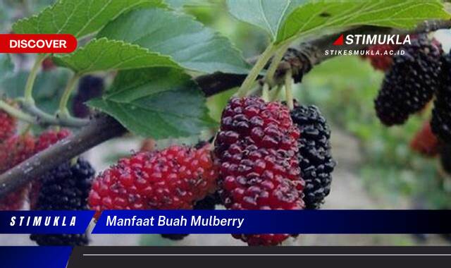 Ketahui 8 Manfaat Buah Mulberry untuk Kesehatan Tubuh Anda Secara Menyeluruh