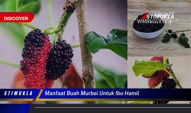10 Manfaat manfaat buah murbei untuk ibu hamil temukan keajaiban nutrisinya