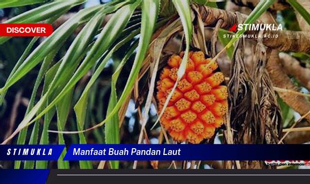 8 Manfaat manfaat buah pn laut untuk kesehatan optimal