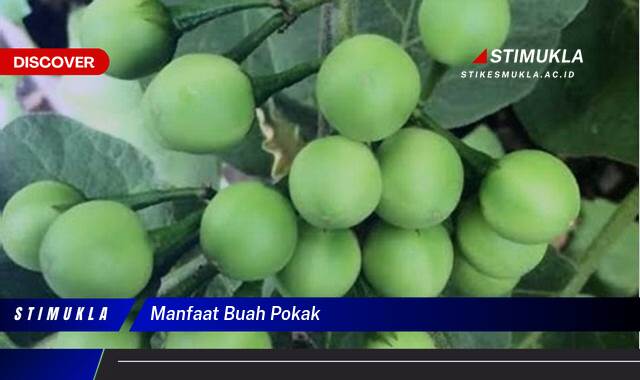 Temukan 9 Manfaat Buah Pokak untuk Kesehatan Tubuh Anda