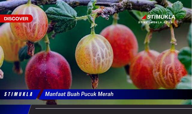8 Manfaat Manfaat Buah Pucuk Merah untuk Kesehatan Tubuh