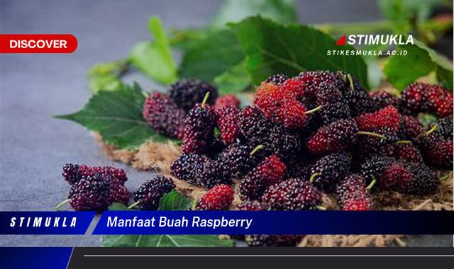 Inilah 9 Manfaat Buah Raspberry untuk Kesehatan dan Kecantikan Anda