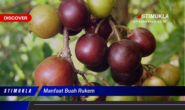 Ketahui 9 Manfaat Buah Rukem untuk Kesehatan Anda