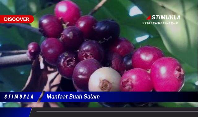 Ketahui 8 Manfaat Buah Salam untuk Kesehatan, Kecantikan, dan Lainnya Ketahui 8 Manfaat Buah Salam untuk Kesehatan, Kecantikan, dan Lainnya
