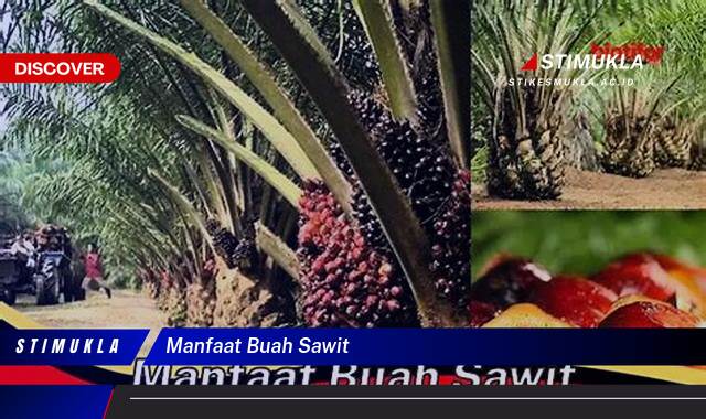 Ketahui 9 Manfaat Buah Sawit untuk Kesehatan Anda