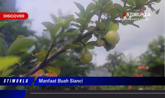 9 Manfaat Buah Sianci Untuk Kesehatan Optimal