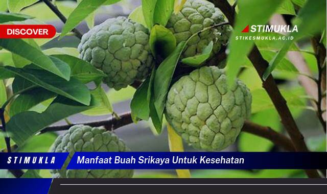 Inilah 10 Manfaat Buah Srikaya untuk Kesehatan Tingkatkan Imun Tubuh