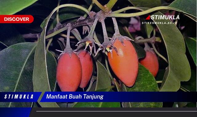 Ketahui 9 Manfaat Buah Tanjung untuk Kesehatan dan Kecantikan