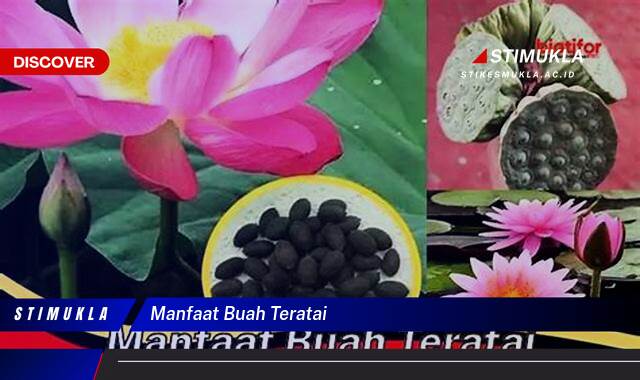 Inilah 10 Manfaat Buah Teratai untuk Kesehatan dan Kecantikan