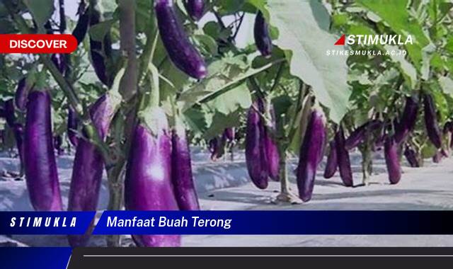 Temukan 8 Manfaat Buah Terong untuk Kesehatan dan Kecantikan Anda Temukan 8 Manfaat Buah Terong untuk Kesehatan dan Kecantikan Anda