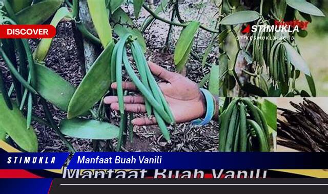 Inilah 10 Manfaat Buah Vanili untuk Kesehatan dan Kecantikan Anda