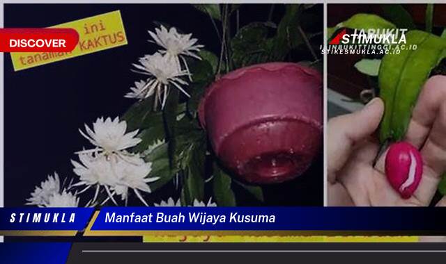 Ketahui 9 Manfaat Buah Wijaya Kusuma untuk Kesehatan Anda