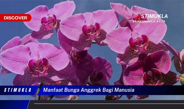 9 Manfaat Manfaat Bunga Anggrek Bagi Manusia Kesehatan & Keindahan Alami