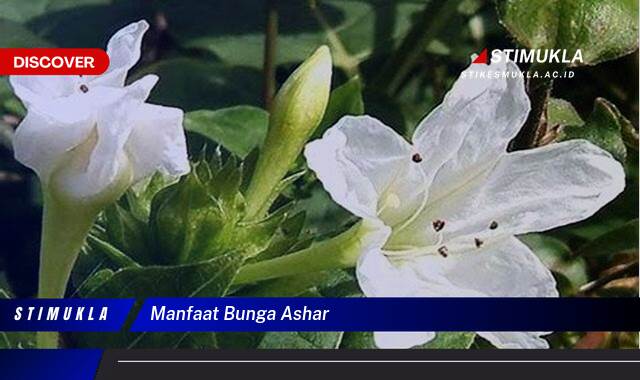 10 Manfaat manfaat bunga ashar Untuk Kesehatan Optimal