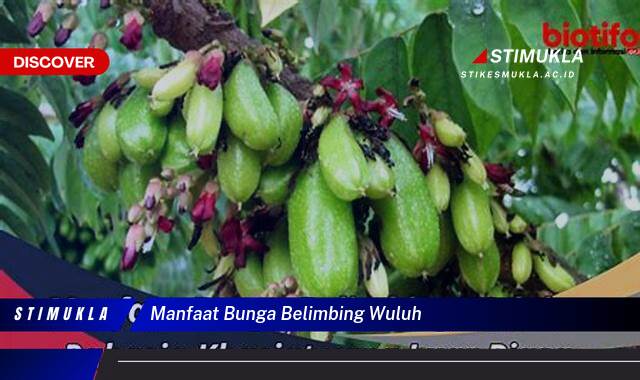 Ketahui 9 Manfaat Bunga Belimbing Wuluh untuk Kesehatan dan Kecantikan Ketahui 9 Manfaat Bunga Belimbing Wuluh untuk Kesehatan dan Kecantikan