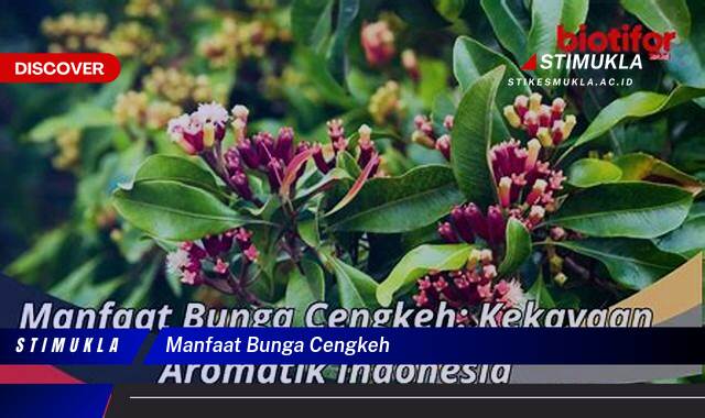 8 Manfaat manfaat bunga cengkeh Ungkap Khasiat Tersembunyi