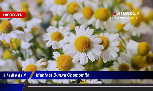 Ketahui 8 Manfaat Bunga Chamomile untuk Kesehatan, Kecantikan, dan Cara Mengolahnya