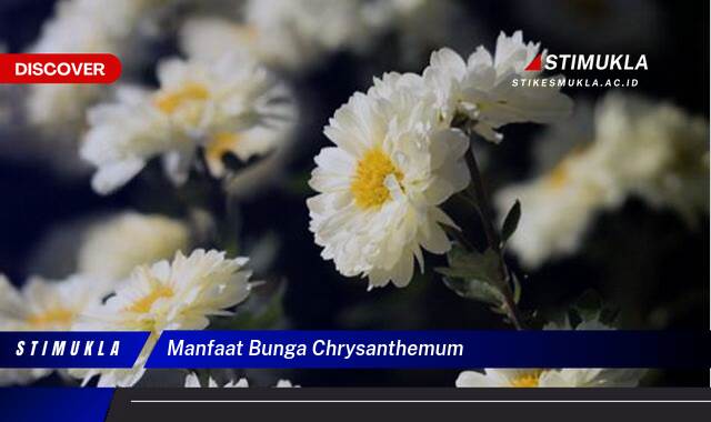 Temukan 9 Manfaat Bunga Chrysanthemum untuk Kesehatan dan Kecantikan Anda Temukan 9 Manfaat Bunga Chrysanthemum untuk Kesehatan dan Kecantikan Anda