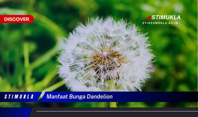 Inilah 10 Manfaat Bunga Dandelion untuk Kesehatan dan Kecantikan