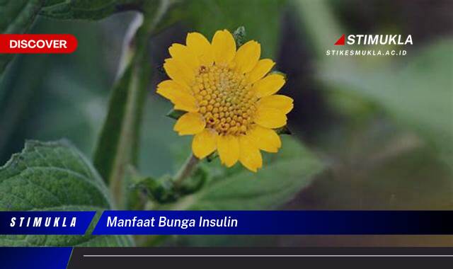 Ketahui 10 Manfaat Bunga Insulin untuk Kesehatan Tubuh Anda