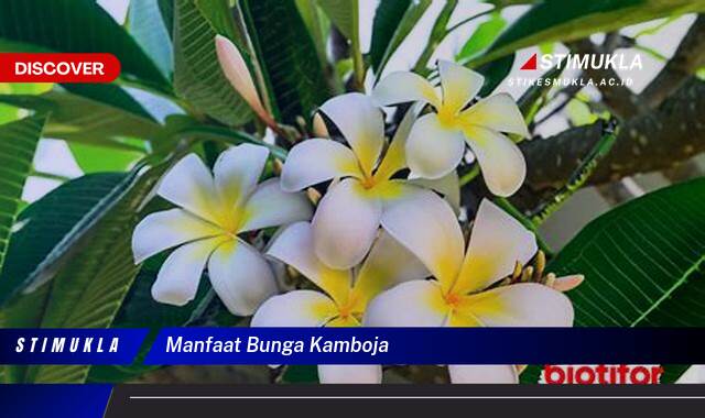 Ketahui 8 Manfaat Bunga Kamboja untuk Kesehatan dan Kecantikan Ketahui 8 Manfaat Bunga Kamboja untuk Kesehatan dan Kecantikan