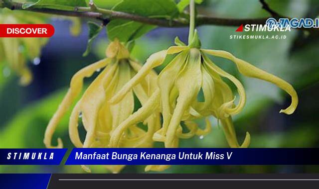 Ketahui 9 Manfaat Bunga Kenanga untuk Miss V, Tips Perawatan dan Kesehatan Kewanitaan Ketahui 9 Manfaat Bunga Kenanga untuk Miss V, Tips Perawatan dan Kesehatan Kewanitaan