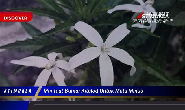 Ketahui 10 Manfaat Bunga Kitolod untuk Mata Minus, Benarkah Ampuh dan Aman?