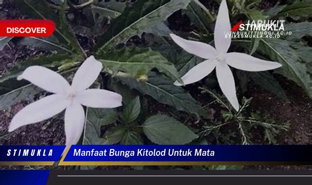 8 Manfaat manfaat bunga kitolod untuk mata Temukan Fakta Terbarunya