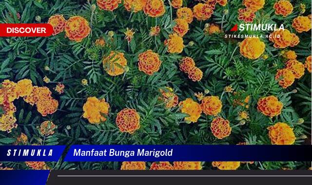 Inilah 8 Manfaat Bunga Marigold untuk Kesehatan dan Kecantikan Anda