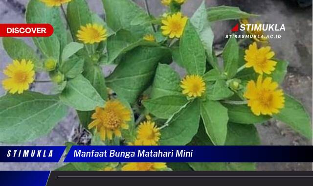 9 Manfaat Bunga Matahari Mini untuk Kesehatan dan Kecantikan Kulit