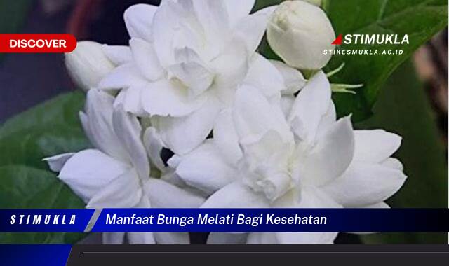 Temukan 10 Manfaat Bunga Melati bagi Kesehatan Tubuh dan Pikiran Anda