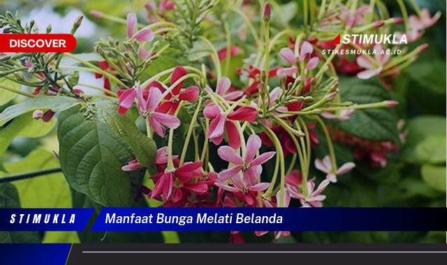 Inilah 10 Manfaat Bunga Melati Belanda untuk Kesehatan dan Kecantikan