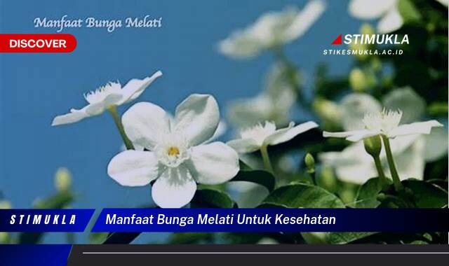 9 Manfaat manfaat bunga melati untuk kesehatan Ungkap Khasiatnya Sekarang!
