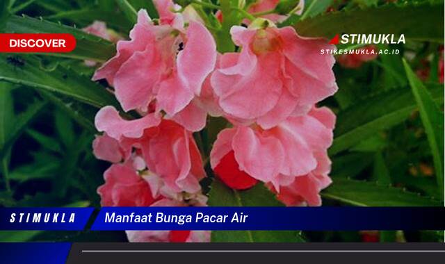 8 Manfaat manfaat bunga pacar air untuk kesehatan kulit alami