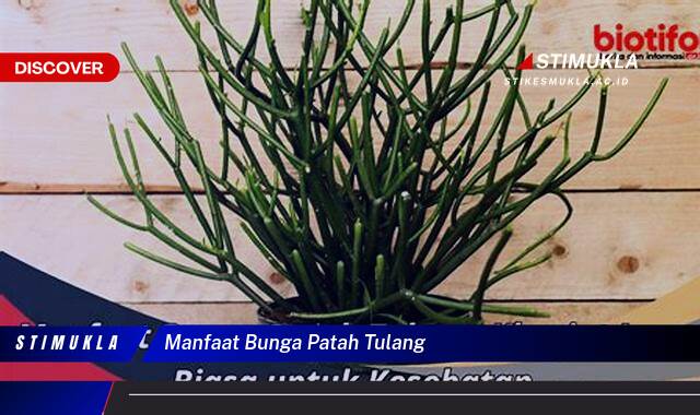 Temukan 8 Manfaat Bunga Patah Tulang untuk Kesehatan Tulang